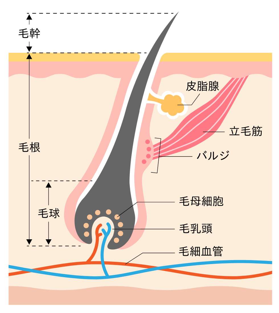 脱毛・除毛 HIKARI BEAUTY3 エステティックTBC】ヒカリビューティ3 PRO | Find